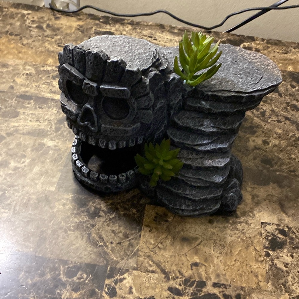 Reptile fancy rock